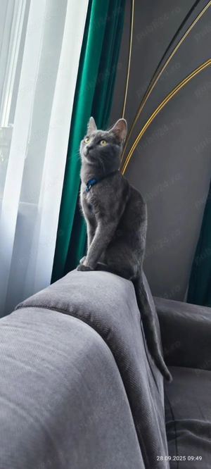 Vand mascul Albastru de Rusia - imagine 2