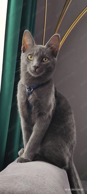 Vand mascul Albastru de Rusia - imagine 3