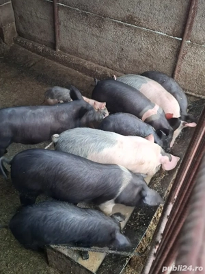 vand purcei - imagine 3