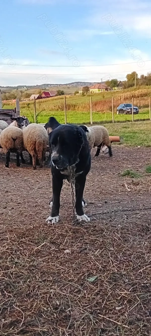 Disponibila femelă Asia Centrală 