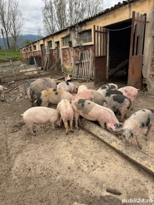 Grasuni si purcei - imagine 3 Grasuni si purcei - imagine 3