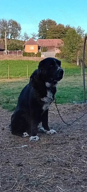 Disponibila femelă Asia Centrală  - imagine 2 Disponibila femelă Asia Centrală  - imagine 2