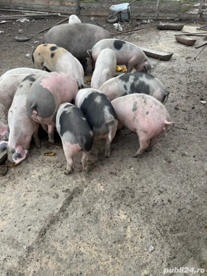 Grasuni si purcei - imagine 5 Grasuni si purcei - imagine 5