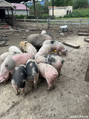 Grasuni si purcei - imagine 2 Grasuni si purcei - imagine 2