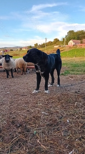 Disponibila femelă Asia Centrală  - imagine 3 Disponibila femelă Asia Centrală  - imagine 3