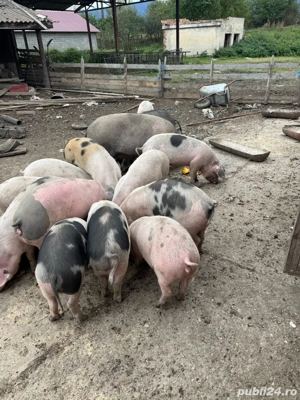 Grasuni si purcei - imagine 4 Grasuni si purcei - imagine 4