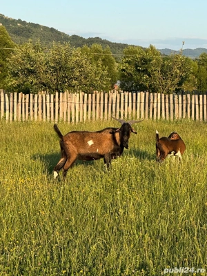 Tap anoglubian - imagine 5