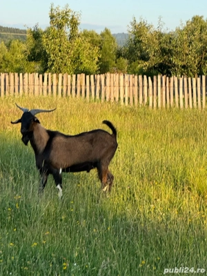 Tap anoglubian - imagine 3