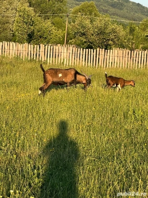 Tap anoglubian - imagine 4