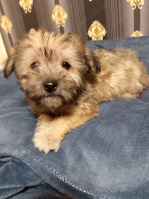 Bichon havanes 8 saptamni  - imagine 2 Bichon havanes 8 saptamni  - imagine 2