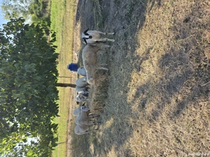 mioare turcane  - imagine 5