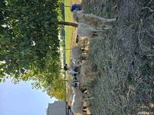 mioare turcane  - imagine 3