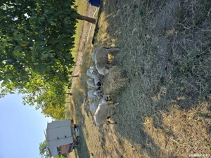 mioare turcane  - imagine 2