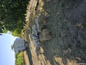 mioare turcane  - imagine 4