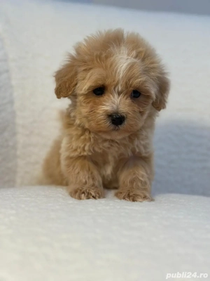 Catelusi maltipoo pudel mini toy - imagine 3