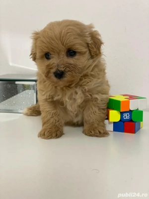 Catelusi maltipoo pudel mini toy
