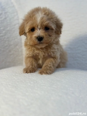 Catelusi maltipoo pudel mini toy - imagine 2
