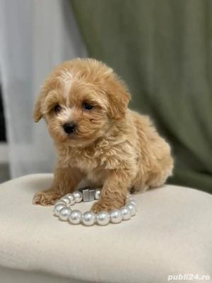 Catelusi maltipoo pudel mini toy - imagine 4
