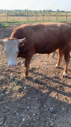 Vând vaci și viței Baltata romaneasca și metis  - imagine 2 Vând vaci și viței Baltata romaneasca și metis  - imagine 2