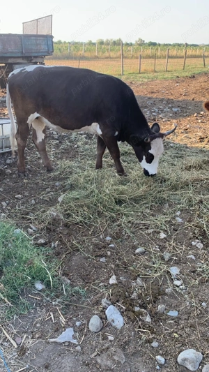 Vând vaci și viței Baltata romaneasca și metis  - imagine 3 Vând vaci și viței Baltata romaneasca și metis  - imagine 3