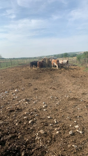 Vând vaci și viței Baltata romaneasca și metis  - imagine 4 Vând vaci și viței Baltata romaneasca și metis  - imagine 4