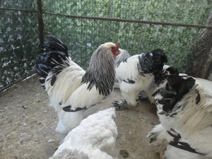 Cocos Brahma Hd, rasa pura - imagine 2