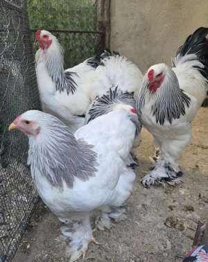 Cocos Brahma Hd, rasa pura - imagine 3