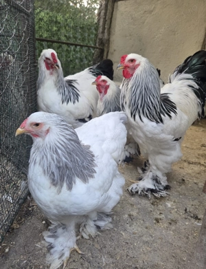 Cocos Brahma Hd, rasa pura - imagine 5