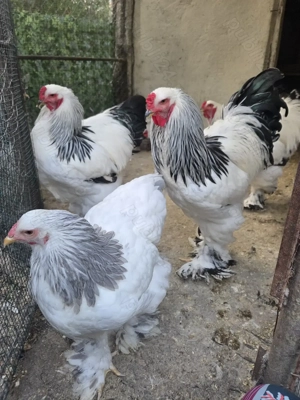 Cocos Brahma Hd, rasa pura