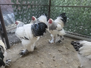 Cocos Brahma Hd, rasa pura - imagine 4