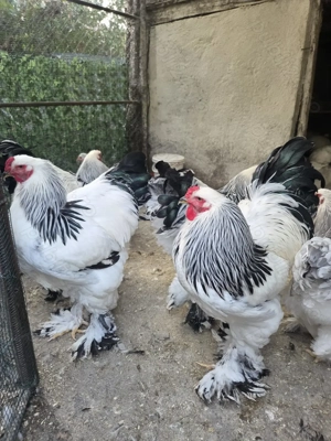 Cocos Brahma Hd, rasa pura - imagine 6