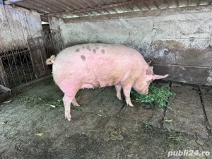 Vand porc carne 170-180 kg - imagine 4 Vand porc carne 170-180 kg - imagine 4