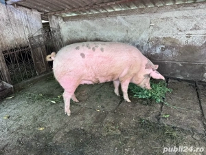 Vand porc carne 170-180 kg - imagine 3 Vand porc carne 170-180 kg - imagine 3