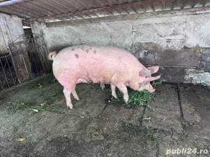 Vand porc carne 170-180 kg - imagine 2 Vand porc carne 170-180 kg - imagine 2