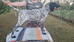 Vând brac german cu păr scurt