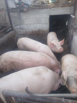 Vand 2 porci mari