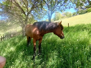 Vând iapă semigrea de 11 ani, ,1,60 în greabăn - imagine 4