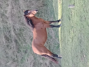 Vând iapă semigrea de 11 ani, ,1,60 în greabăn