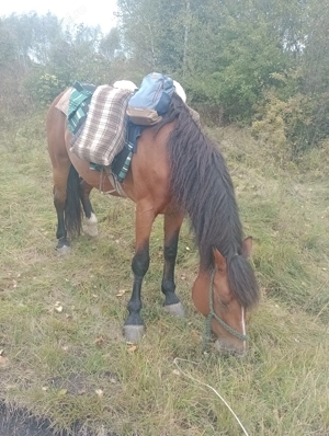 Vând iapă semigrea de 11 ani, ,1,60 în greabăn - imagine 5