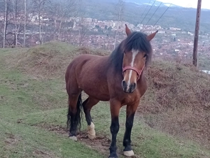 Vând iapă semigrea de 11 ani, ,1,60 în greabăn - imagine 2