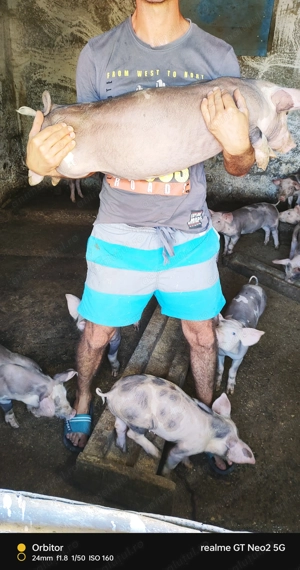 Purcei 9 săptămâni ! - imagine 2