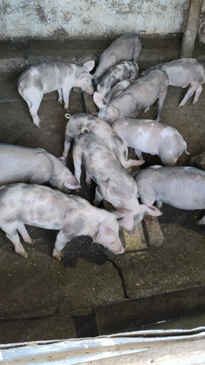 Purcei 9 săptămâni ! - imagine 3