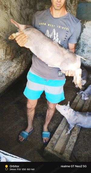 Purcei 9 săptămâni ! - imagine 5