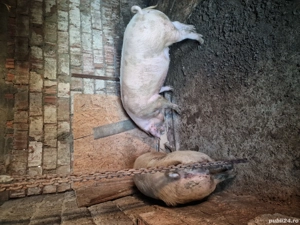 Porci de vânzare  - imagine 2 Porci de vânzare  - imagine 2