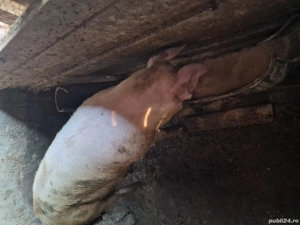 Porci de vânzare  - imagine 3 Porci de vânzare  - imagine 3