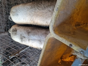 Porci de vânzare 