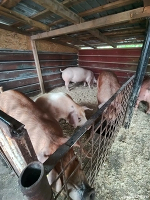 Vând porci de carne  - imagine 2