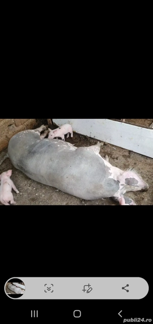 Scroafă  cu purcei de vanzare - imagine 4 Scroafă  cu purcei de vanzare - imagine 4