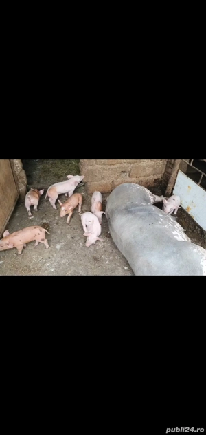 Scroafă  cu purcei de vanzare
