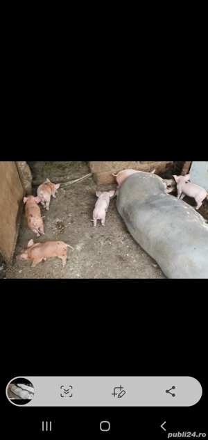 Scroafă  cu purcei de vanzare - imagine 2 Scroafă  cu purcei de vanzare - imagine 2